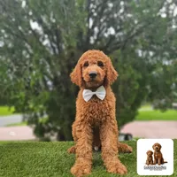 Standard Goldendoodle - Canelo Puff, a male Goldendoodle and Poodle - Standard  for sale in Kissimmee, FL – 5 of 5
