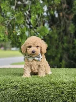 Toy - Mister Muffin - Male, a male Golden Retriever and Poodle - Toy  for sale in Kissimmee, FL – 5 of 5