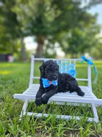 Ónix - Toy DoubleDoodle , a male Bernedoodle and Miniature Goldendoodle for sale in Kissimmee, FL – 4 of 9