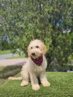 Medium Goldendoodle - Butters - Male, a male Goldendoodle and Poodle - Miniature  for sale in Kissimmee, FL – 3 of 4