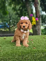 Cavapoo Praline Belle, a female Cavapoo and Poodle - Miniature  for sale in Kissimmee, FL – 3 of 7