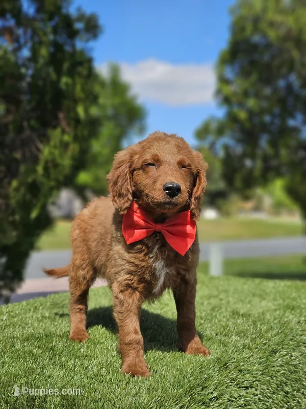 Mini Snack Bandit – Goldendoodle puppy for sale in Kissimmee, FL