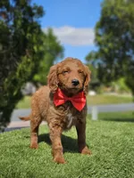 Mini Snack Bandit, a male Goldendoodle for sale in Kissimmee, FL – 1 of 2