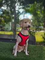 Mini Sir Toffee , a male Poodle - Toy  and Miniature Goldendoodle for sale in Kissimmee, FL – 1 of 5