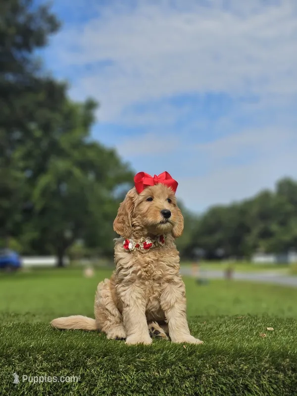 Standard - Strawberry Shortcake - Female – Golden Retriever, Poodle - Standard  puppy for sale in Kissimmee, FL