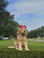 Standard - Strawberry Shortcake - Female, a female Golden Retriever and Poodle - Standard  for sale in Kissimmee, FL – 1 of 5