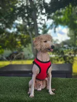 Mini Sir Toffee , a male Poodle - Toy  and Miniature Goldendoodle for sale in Kissimmee, FL – 3 of 5