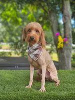 Mini Captain Canoli, a male Poodle - Toy  and Miniature Goldendoodle for sale in Kissimmee, FL – 4 of 4
