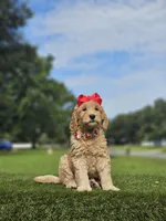 Standard - Strawberry Shortcake - Female, a female Golden Retriever and Poodle - Standard  for sale in Kissimmee, FL – 4 of 5