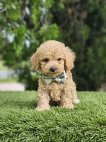Toy - Mister Muffin - Male, a male Golden Retriever and Poodle - Toy  for sale in Kissimmee, FL – 4 of 5
