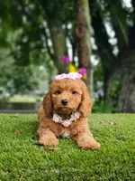 Cavapoo Praline Belle, a female Cavapoo and Poodle - Miniature  for sale in Kissimmee, FL – 5 of 7