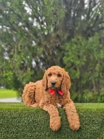 Standard - Cooper - Male, a male Golden Retriever and Poodle - Standard  for sale in Kissimmee, FL – 3 of 5