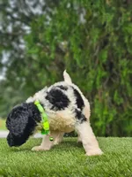 Medium  Sir Cookies , a male Goldendoodle and Poodle - Standard  for sale in Kissimmee, FL – 5 of 6