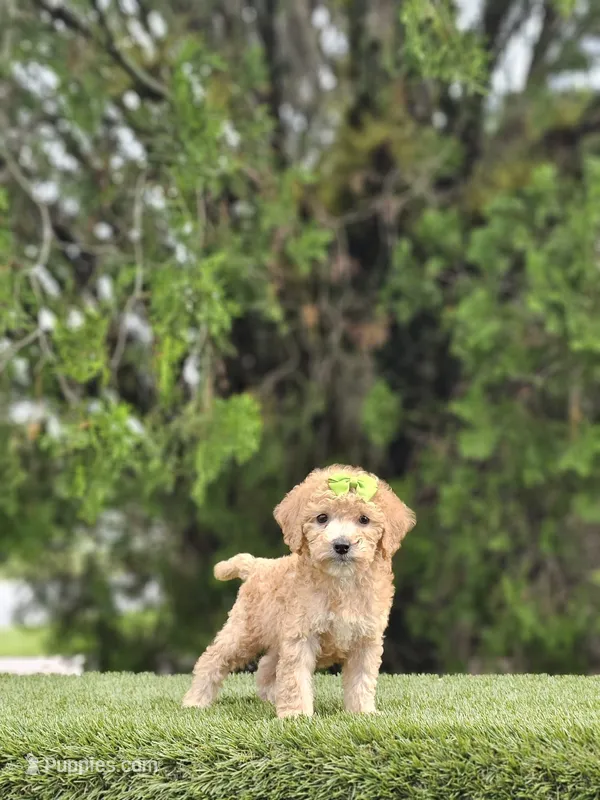 Toy - Lulu Lime - Female – Golden Retriever, Poodle - Miniature  puppy for sale in Kissimmee, FL