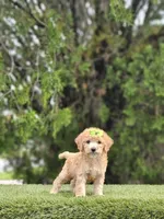 Toy - Lulu Lime - Female, a female Golden Retriever and Poodle - Miniature  for sale in Kissimmee, FL – 1 of 3