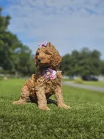 Standard - Fancy Nancy - Female, a female Golden Retriever and Poodle - Standard  for sale in Kissimmee, FL – 2 of 5