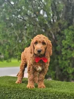 Standard - Cooper - Male, a male Golden Retriever and Poodle - Standard  for sale in Kissimmee, FL – 1 of 5