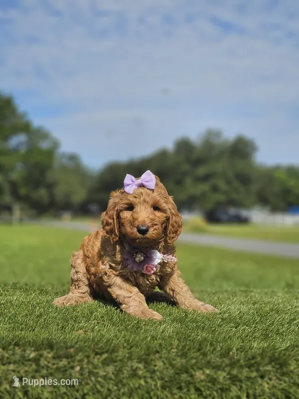 Standard - Fancy Nancy - Female – Golden Retriever, Poodle - Standard  puppy for sale in Kissimmee, FL