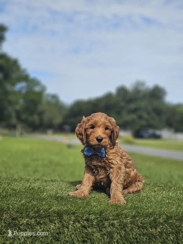 Standard - McFluffy - Male – Golden Retriever, Poodle - Standard  puppy for sale in Kissimmee, FL