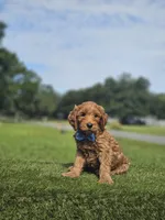 Standard - McFluffy - Male, a male Golden Retriever and Poodle - Standard  for sale in Kissimmee, FL – 1 of 4