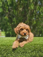 Mini  - Jelly Beans - Male, a male Poodle - Toy  and Miniature Goldendoodle for sale in Kissimmee, FL – 6 of 7