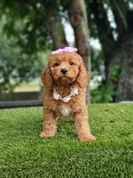 Cavapoo Praline Belle, a female Cavapoo and Poodle - Miniature  for sale in Kissimmee, FL – 7 of 7