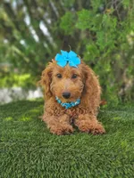 Peaches - Miniature , a female Miniature Goldendoodle for sale in Kissimmee, FL – 3 of 6