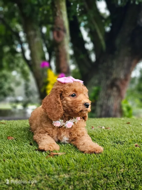 Cavapoo Praline Belle – Cavapoo, Poodle - Miniature  puppy for sale in Kissimmee, FL