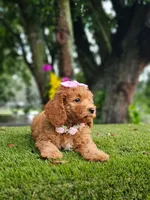 Cavapoo Praline Belle, a female Cavapoo and Poodle - Miniature  for sale in Kissimmee, FL – 1 of 7