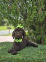 Miss Cocoa Chanel, a female Goldendoodle and Poodle - Multi-Colored Standard for sale in Kissimmee, FL – 4 of 5