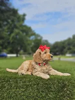 Standard - Strawberry Shortcake - Female, a female Golden Retriever and Poodle - Standard  for sale in Kissimmee, FL – 2 of 5