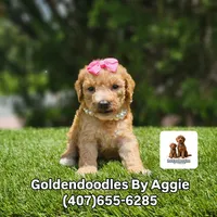 Toy Goldendoodle - Tutu Pop, a female Poodle - Toy  for sale in Kissimmee, FL – 2 of 3