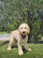 Medium Goldendoodle - Butters - Male, a male Goldendoodle and Poodle - Miniature  for sale in Kissimmee, FL – 4 of 4
