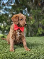 Mini Snack Bandit, a male Goldendoodle for sale in Kissimmee, FL – 2 of 2