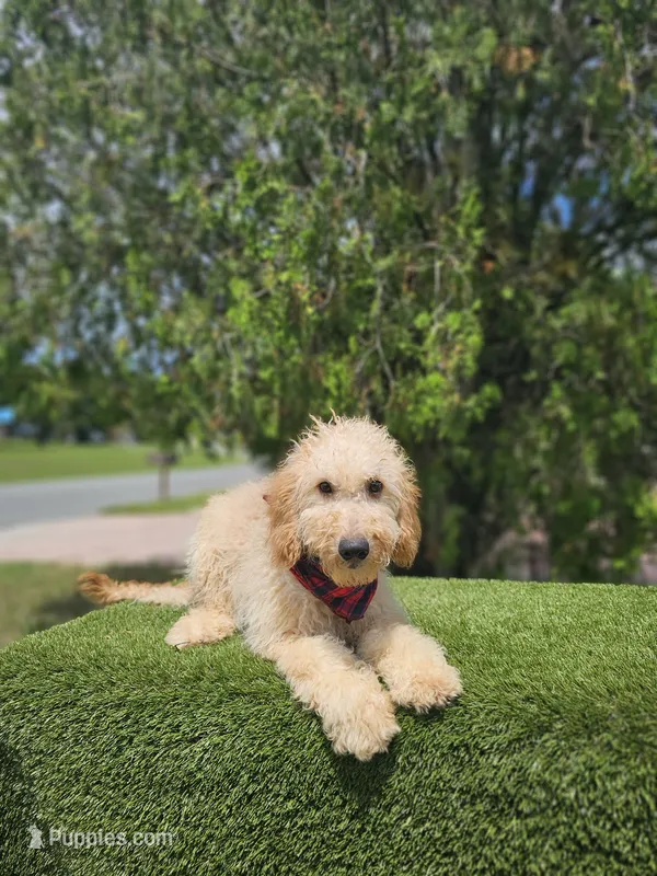 Medium Milo – Goldendoodle puppy for sale in Kissimmee, FL