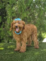 Peaches - Miniature , a female Miniature Goldendoodle for sale in Kissimmee, FL – 5 of 6