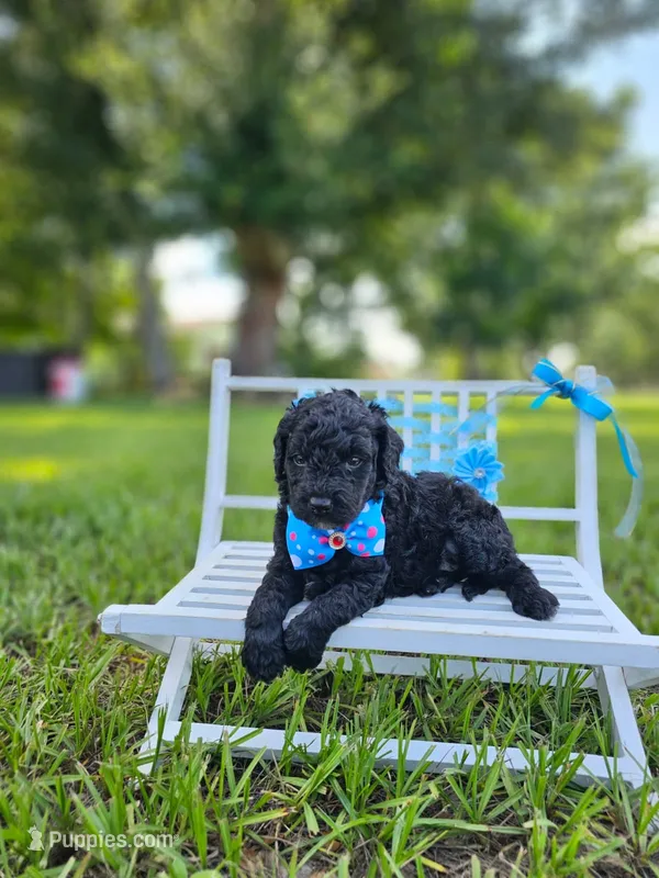 Ónix - Toy DoubleDoodle  – Bernedoodle, Miniature Goldendoodle puppy for sale in Kissimmee, FL
