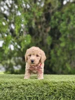 Toy - Biscuit Belle - Female, a female Golden Retriever and Poodle - Miniature  for sale in Kissimmee, FL – 3 of 5