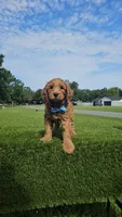 Standard - McFluffy - Male, a male Golden Retriever and Poodle - Standard  for sale in Kissimmee, FL – 3 of 4
