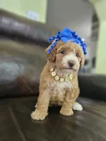 Toy Larimar DoubleDoodle, a female Bernedoodle and Miniature Goldendoodle for sale in Kissimmee, FL – 2 of 2