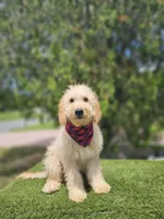 Medium Goldendoodle - Butters - Male, a male Goldendoodle and Poodle - Miniature  for sale in Kissimmee, FL – 2 of 4