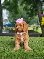 Cavapoo Praline Belle, a female Cavapoo and Poodle - Miniature  for sale in Kissimmee, FL – 4 of 7