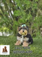 Tootsie , a female Maltese and Yorkshire Terrier for sale in Kissimmee, FL – 4 of 4