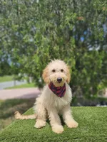 Medium Milo, a male Goldendoodle for sale in Kissimmee, FL – 3 of 3