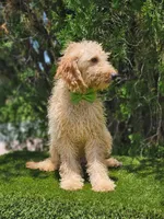 Medium Milo, a male Goldendoodle for sale in Kissimmee, FL – 5 of 5