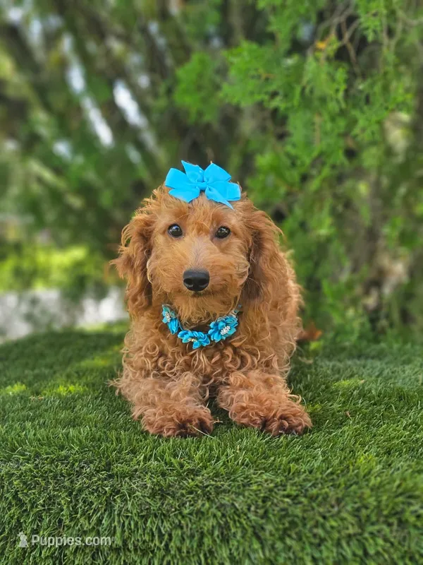 Peaches - Miniature  – Miniature Goldendoodle puppy for sale in Kissimmee, FL