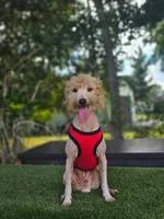 Mini Sir Toffee , a male Poodle - Toy  and Miniature Goldendoodle for sale in Kissimmee, FL – 2 of 5
