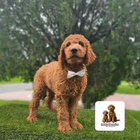 Standard Goldendoodle - Canelo Puff, a male Goldendoodle and Poodle - Standard  for sale in Kissimmee, FL – 2 of 5