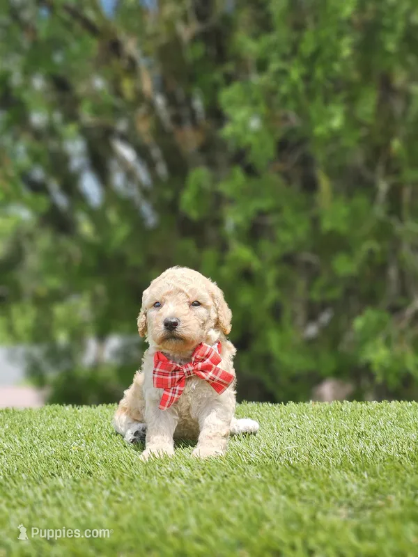 Toy Goldendoodle - Tater Tot - Male – Miniature Goldendoodle puppy for sale in Kissimmee, FL