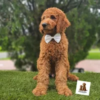 Standard Goldendoodle - Canelo Puff, a male Goldendoodle and Poodle - Standard  for sale in Kissimmee, FL – 3 of 5